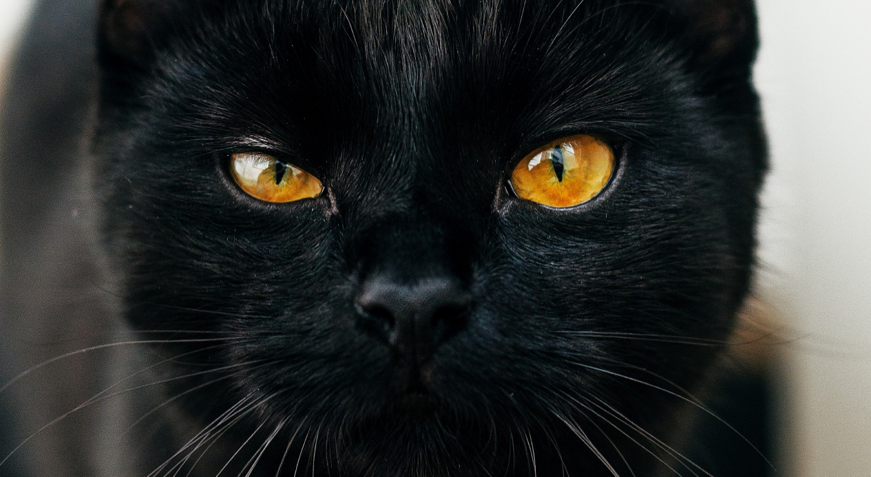 Пятница 13 в 2019 году: дата, история и запреты дня